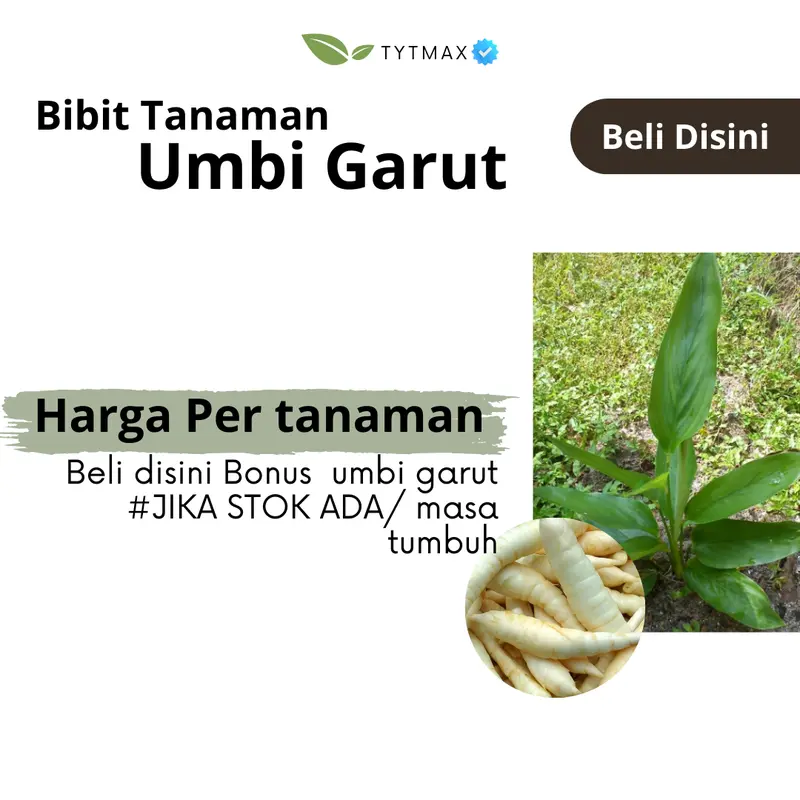 Bibit Umbi Garut Super! Bonus Umbi & Pupuk Kompos (Stok Terbatas jika ada) Harga Per Bibit Tanaman 4