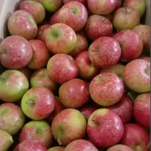 Apel Malang Jenis Roombeauty Sedang Sekilo Isi 10-15 Rasa Asam Manis Segar Tekstur Kriuk 1kg Bu