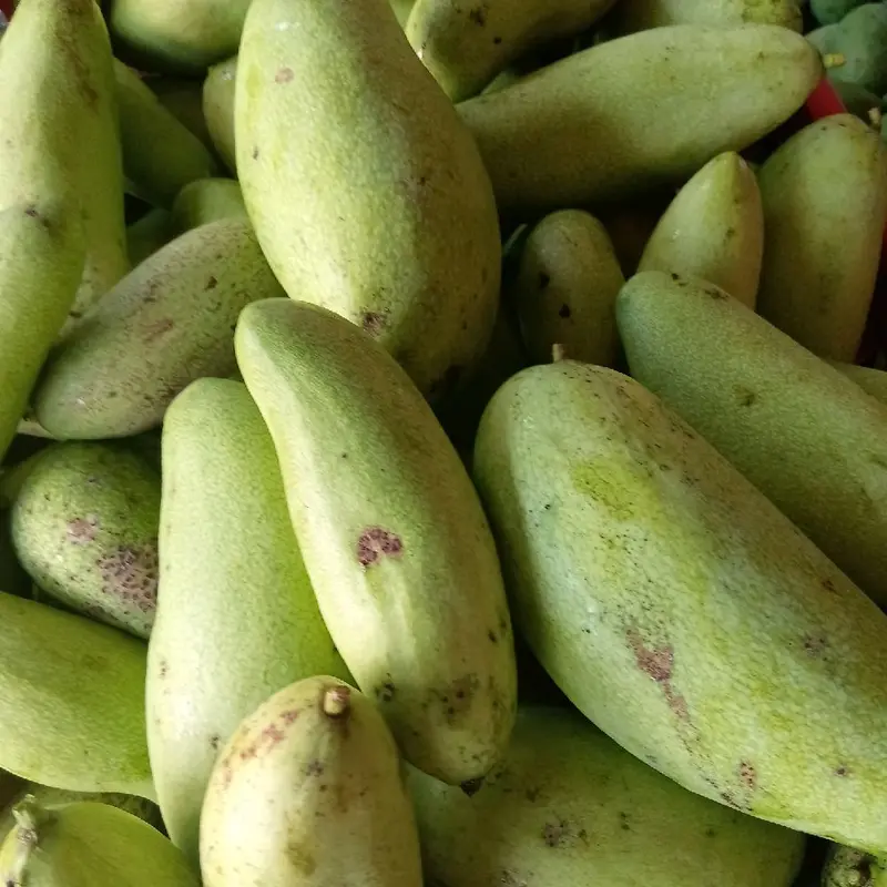 Buah mangga muda fres untuk rujak 1 kg Food 2