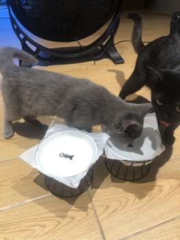 Product Review of Pet Cat Bowl Ceramic Elevated Dog Protect Neck Bowl Feeder for Food and Drinking cat  ceramic  bowl from v**a 2