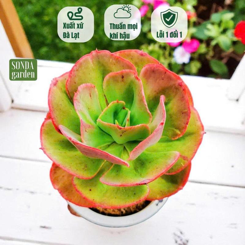 Sen đá suyon SONDA GARDEN tặng 1kg đất size đại 24-30cm, cây cảnh trang trí nhà cửa, lỗi 1 đổi 1