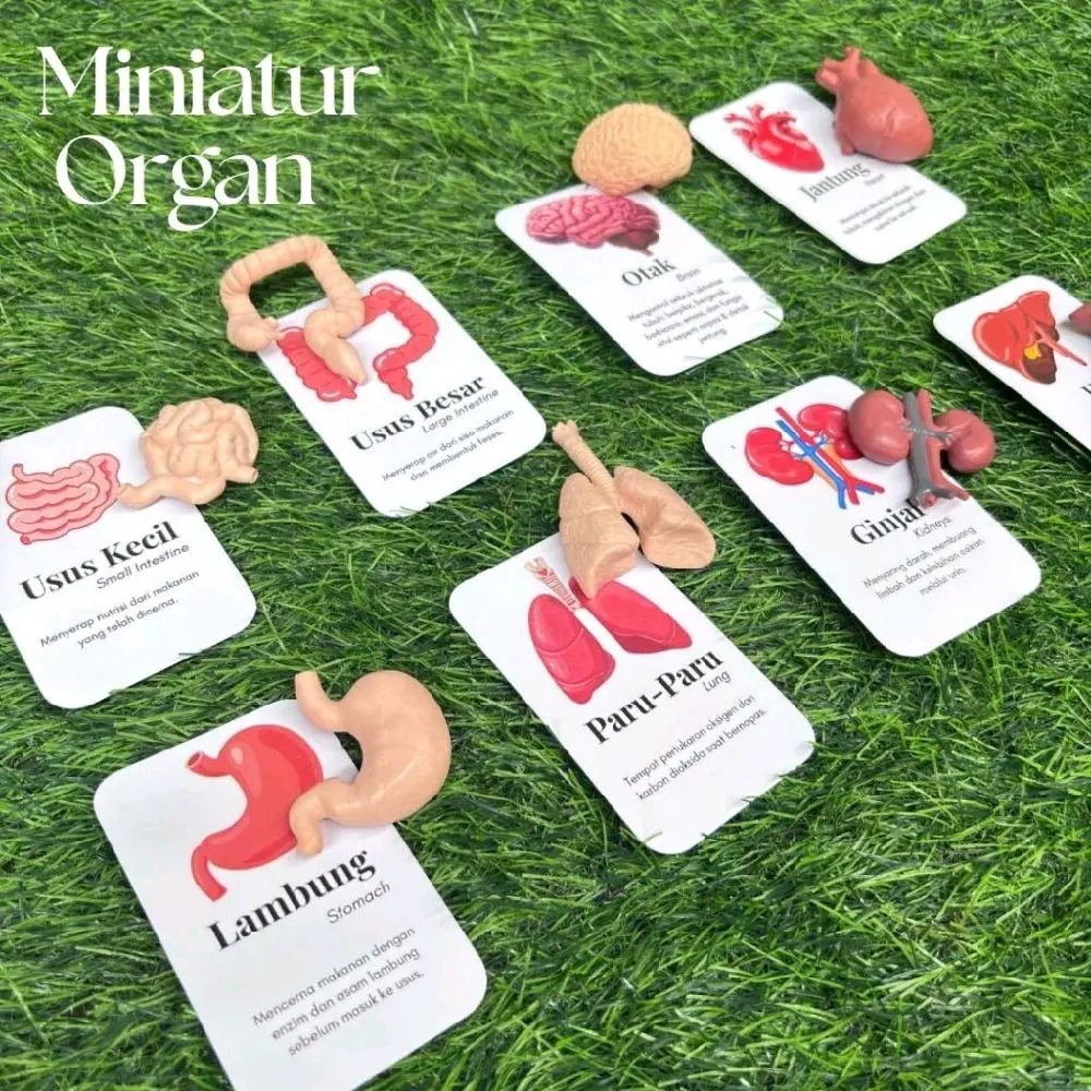 Mainan Edukasi Organ Tubuh Manusia Anak + 8 Flashcard | Media Belajar Anatomi | Mainan Edukasi Buah dan Sayur / Flashcard Buah / Miniatur Buah dan Sayur