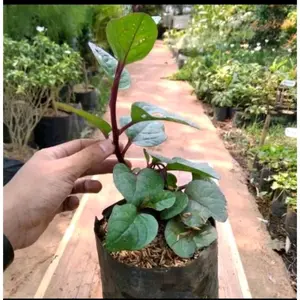 bibit angkung berkualitas