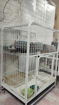 Product Review of ❤️READY STOCK❤️Cat Cage High End Solid Steel Pipe Steel Sangkar Anak Kucing with Door Ladder Wheels Large Free Space from m**e 0