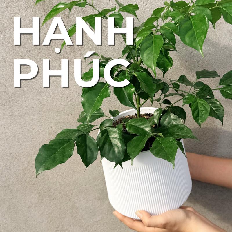  Cây Hạnh Phúc MINI – cao 30cm Lá Xanh Mướt Ưa Sáng Nhẹ Dễ Chăm 