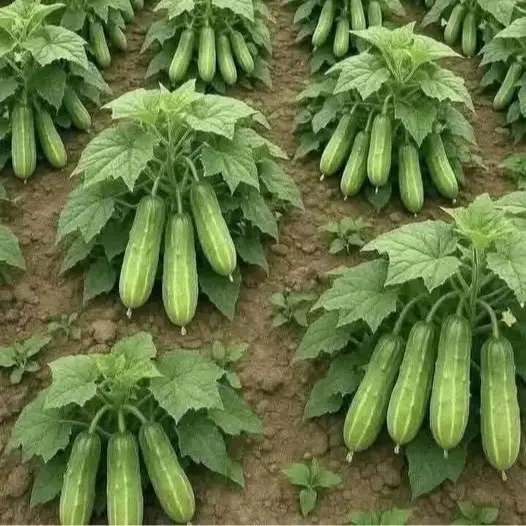 hạt giống dưa chùm lùn siêu quả . dưa dễ trồng thu hoạch chỉ sau 35 ngày trồng
