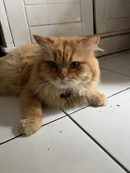 Product Review of Kalung kucing free liontin custom nama akrilik grey from n**a 1