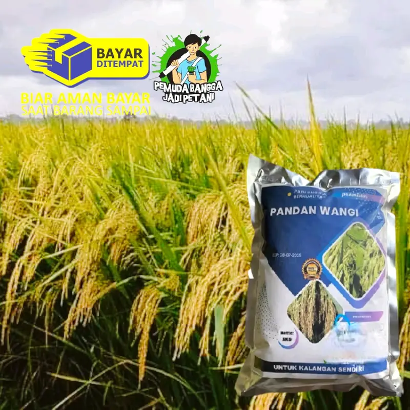 BENIH PADI PANDAN WANGI 1KG (pengusahatani@) 1
