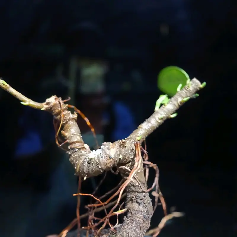 Bonsai beringin dollar meliuk ekstrem 5