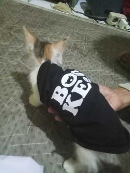 Product Review of baju kucing/anjing murah / aksesoris hewan kesayangan sablon from Z**a 1