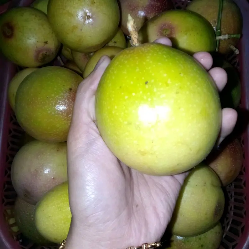 buah markisa merah mix kuning kualitas super berat 1 kg 3