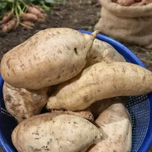 UBI MADU JUMBO Ubi Madu Cilembu Isi 2-5 Biji per 1 Kg Disortir dan Dicuci Bersih Kualitas Terbaik kecombrang