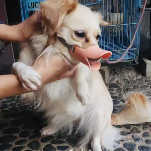 Duckbill Silicon Penutup Mulut Anjing Bentuk Mulut Bebek Masker Moncong Hewan Peliharaan Anti Gigit