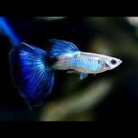 Gambar ikan hias air tawar Guppy Blue Diamond hiasan aquarium / aquascape dari Zeed aquatic Kota Tangerang Selatan 1 Tokopedia