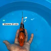 Gambar ikan koi Blitar / cemani farm / Showa 010 dari cemani farm koi Kota Administrasi Jakarta Selatan 1 Tokopedia