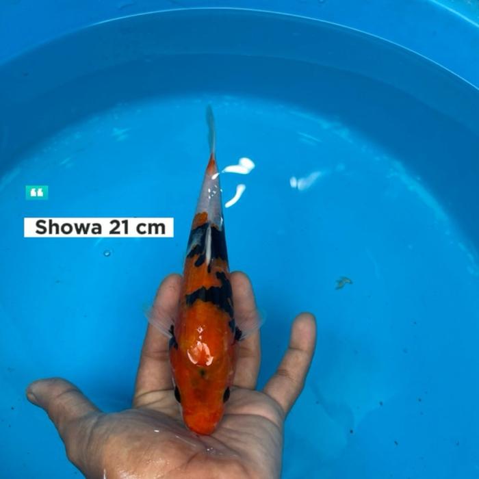 Gambar ikan koi Blitar / cemani farm / Showa 010 dari cemani farm koi Kota Administrasi Jakarta Selatan Tokopedia