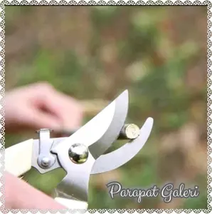 Gunting Dahan Ranting Bonsai Dan Tanaman Lainya Pruning Ranting