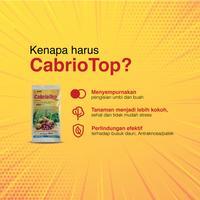 Gambar Cabrio Top 250GR - Fungsida Obat Patek Antraknosa Layu Fusarium Busuk Daun dari BASF Petani Sejahtera Kota Tangerang 3 Tokopedia