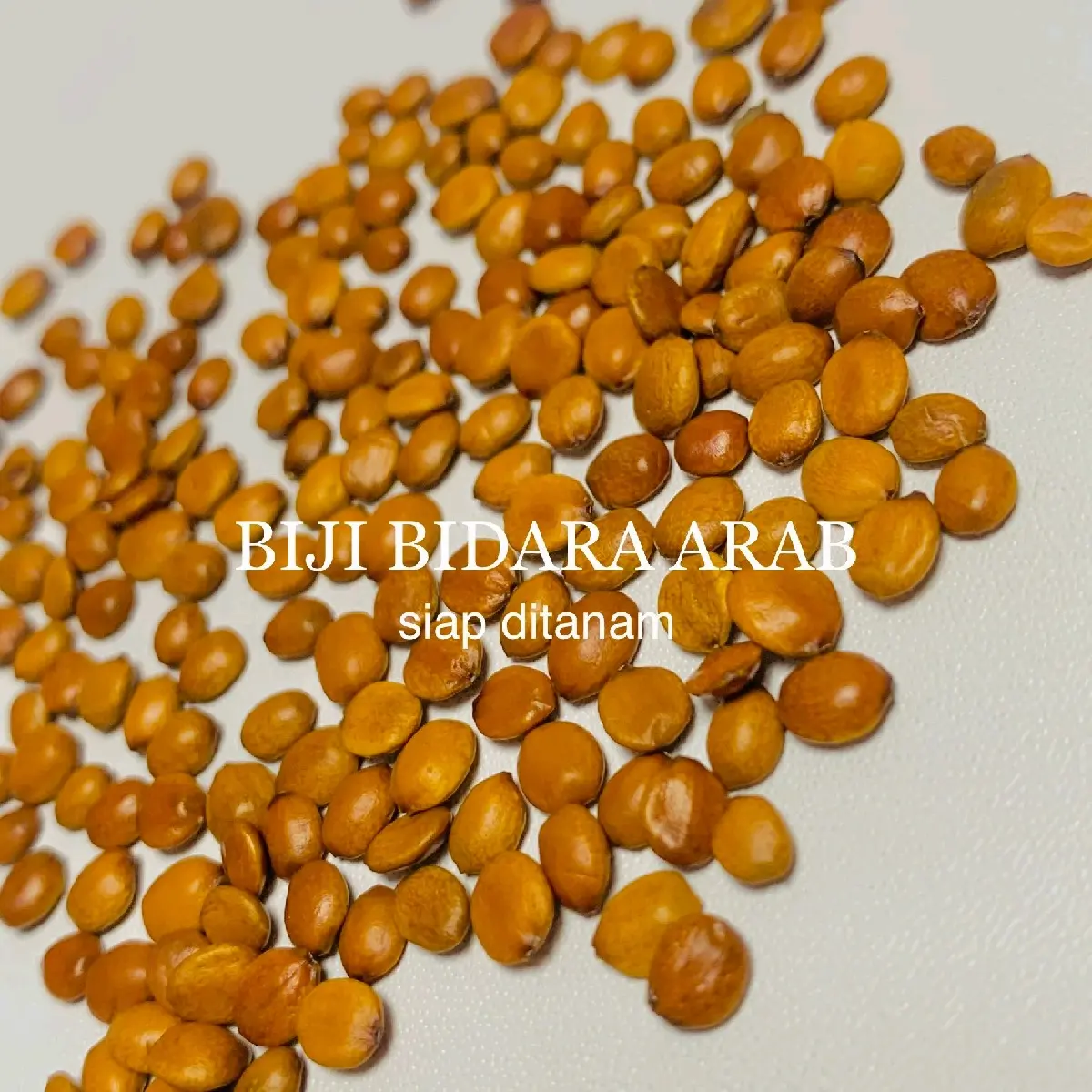 Benih Pohon Bidara Arab Asli isi 100 biji