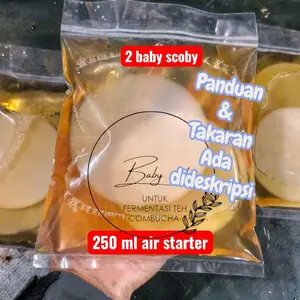 dua bibit jamur scoby kombucha asli include air starter