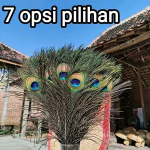 bulu merak asli kwalitas premium hiasan dekorasi