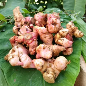 Laos Lengkuas 1kg Segar Sudah Bersih Tanpa Tanah