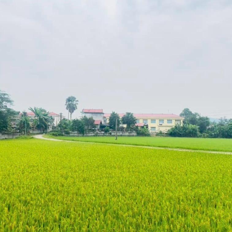 5kg Bún gạo khô (mỳ gạo) Khang Dân nguyên chất - không phụ gia 2
