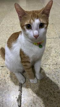 Product Review of Kalung Kucing Custom Motif Tulang Bisa Riquest nama tinggal chet ke seller nya bisa untuk semua hewan peliharaan kecil atau besar from m** l**y 0