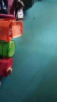 Product Review of Rio B K077  - Kandang Hewan -Pet Carrier Cargo    keranjang jualan keliling from D**💞 0