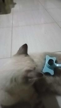 Product Review of BISA COD 5558 Gunting Kuku Hewan / Pet Nail Clipper / Alat Potong Kuku Hewan from U**a 1