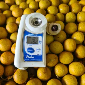 Kelengkeng Gold 1 Kg - Segar dan Berkualitas - Frozen, Makanan, Zuriat