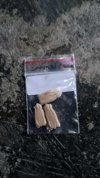Product Review of 3 Benih Labu Air Panjang Balistik Super Bibit Sayuran Unggul Bintang Asia Tanaman Sayur Berkualitas from p**i 1