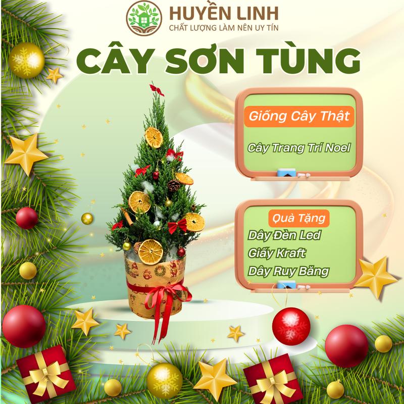 Giá Sale Live Độc Quyền Cây Sơn Tùng Trang Trí Noel Huyền Linh Garden