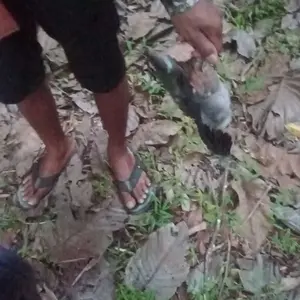 Batu akik motif Evanik kemasan dus 800gr