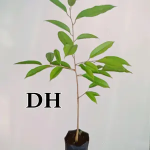 Bibit DuriHitam asli sambung pucuk