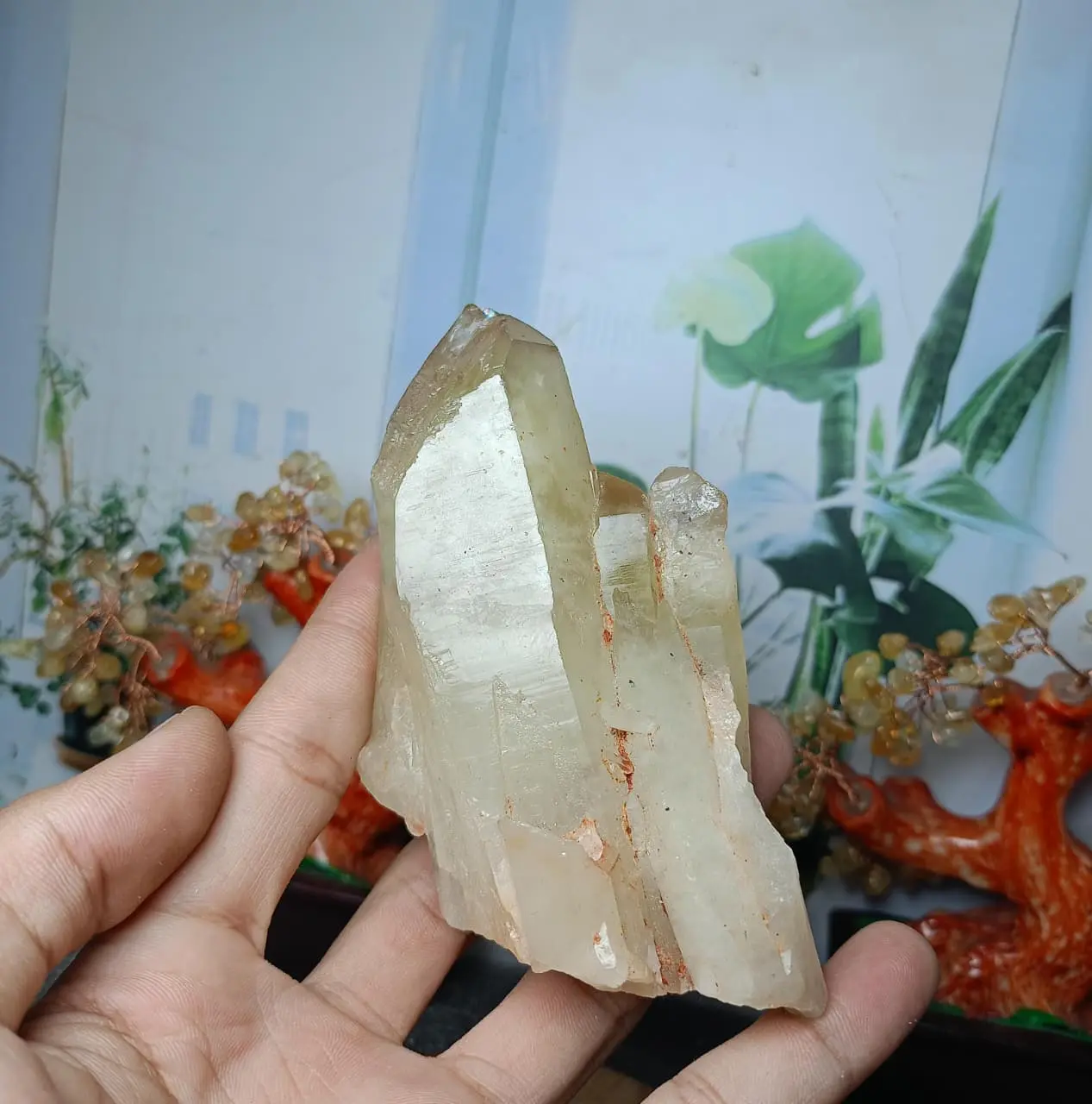 Natural Citrine Pointer Rough (7) Asli batu alam