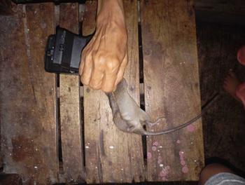 Product Review of COSY Perangkap Tikus Jepret / Jebakan Mouse Trap Jepit Jepretan PVC Penjepit Tikus Otomatis Bahan Berkualitas from 👑**G J** L**U N**👑 0