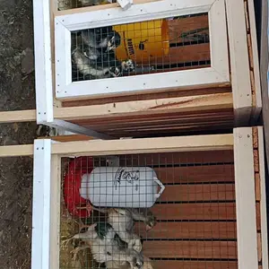 Paket Hemat Tempat Makan Ayam 1kg Dan Tempat Minum Ayam 1 Liter