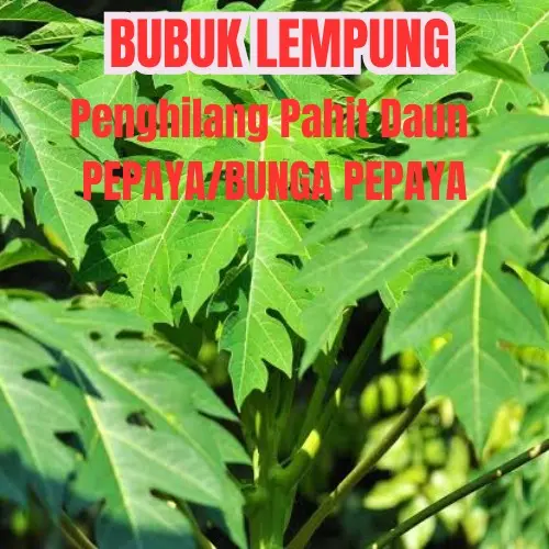 Paket 4pcs Bubuk lempung penghilang pahit daun pepaya Cap Budak31. Bahan 2