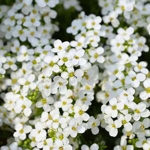 100 granos por variedad de tomillo hierba aromática fragante fácil de cultivar ideal para jardín de hierbas casero y decoración interior