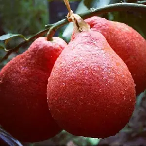 bibit jeruk red pamelo, hasil okulasi, cepat berbuah, dengan ketinggian sekitar 60cm