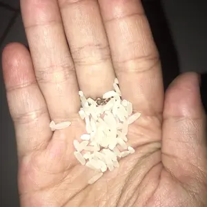 Beras murah hanya perbutir