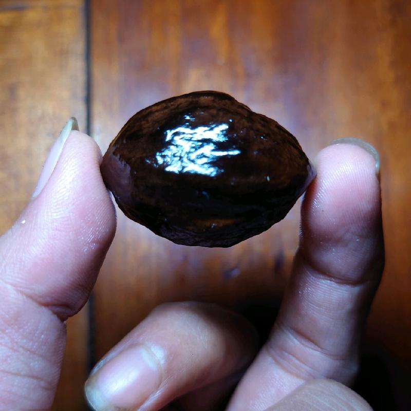 Muncang MARJUDI original jawa 0