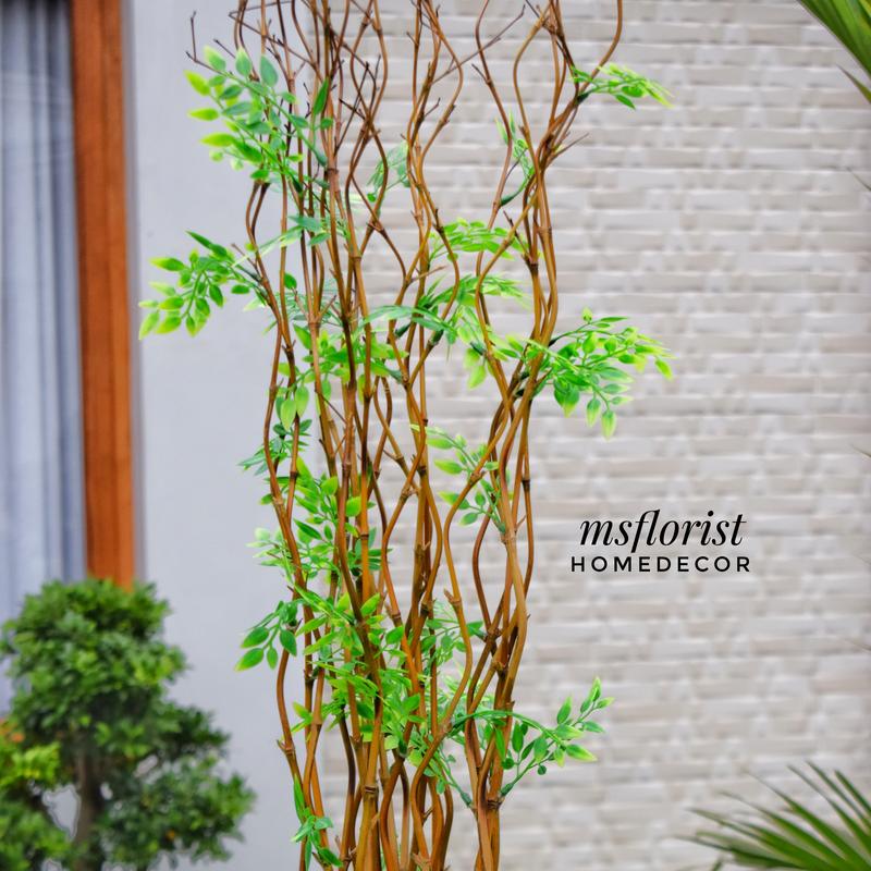 10 Btg Bambu Ulir Cendani Daun Cordelia 142 cm Tanpa Pot - Dekorasi Shabby Warna Natural 3