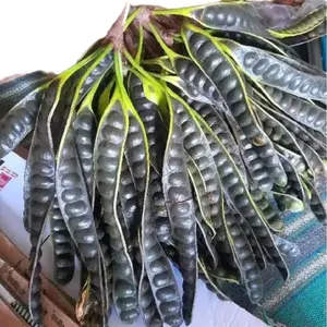 (PETE MATANG) PETE MASAK DI POHON ISI 10 BONUS 1PCS/PETE TUA/PROMO PETE MURAH/PETE SEGAR PILIHAN/PETE SUPER/SAYURAN SEGAR/PETE WONOGIRI/ Kecombrang