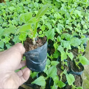 (Termurah) Bibit Umbi Yakon || insulin Yacon Asli || (perpolybag ±10-20cm)