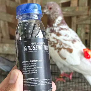 Jamu Merpati GINGSENG TEKI Buat Usaha UMKM Jamu Merpati (Untuk Dijual Lagi) isi 1kg, 500gr, 300 btr