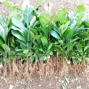 Bibit cabutan Robinson berkualita pilihan/bibit/berkualitas/cabutan/