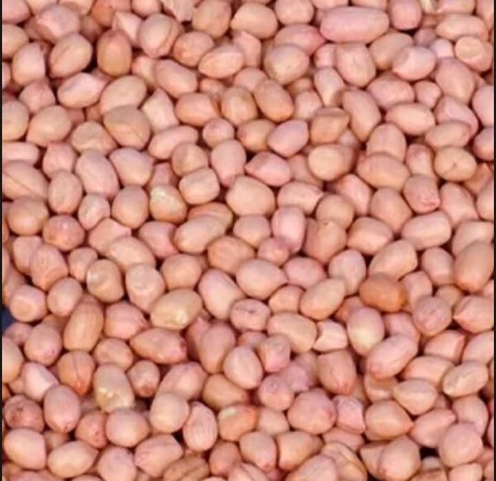 Product Introduction of 500gram bibit benih kacang tanah super//kacang tanah super cepat tumbuh Tanaman 7