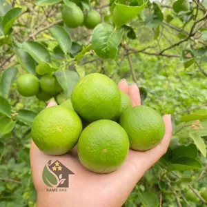 Buah Jeruk Nipis Peras 500gr Grade A Pilihan